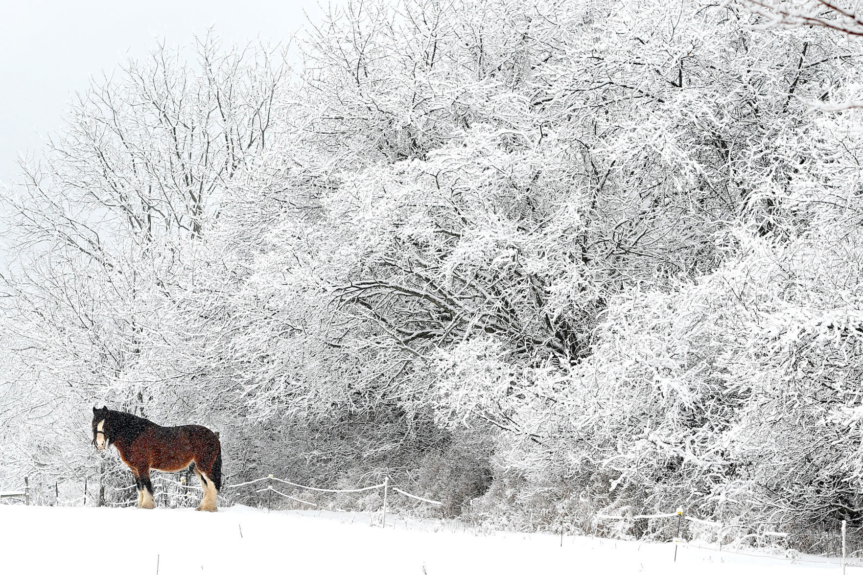 Frosted countryside 1